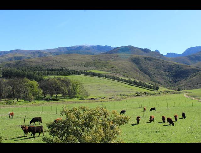 118HA FARM FOR SALE IN GREYTON